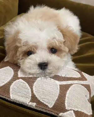1-3 months Female Purebred Maltese