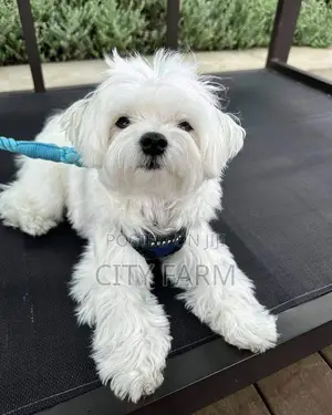 1-3 months Male Purebred Maltese
