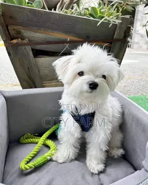 1-3 months Male Purebred Maltese