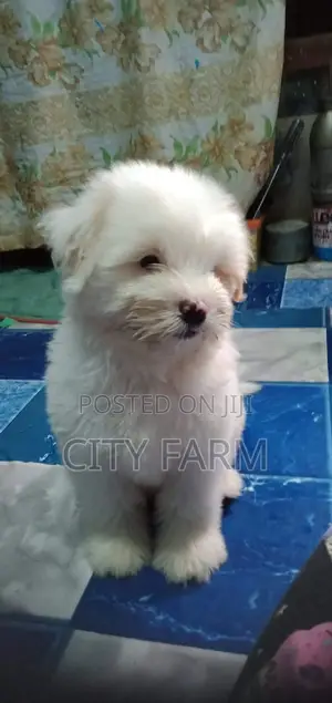 1-3 months Male Purebred Maltese