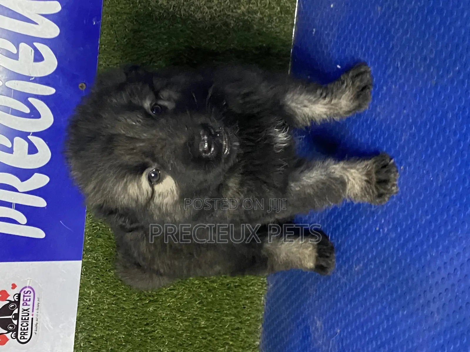 0-1 month Female Purebred Caucasian Shepherd