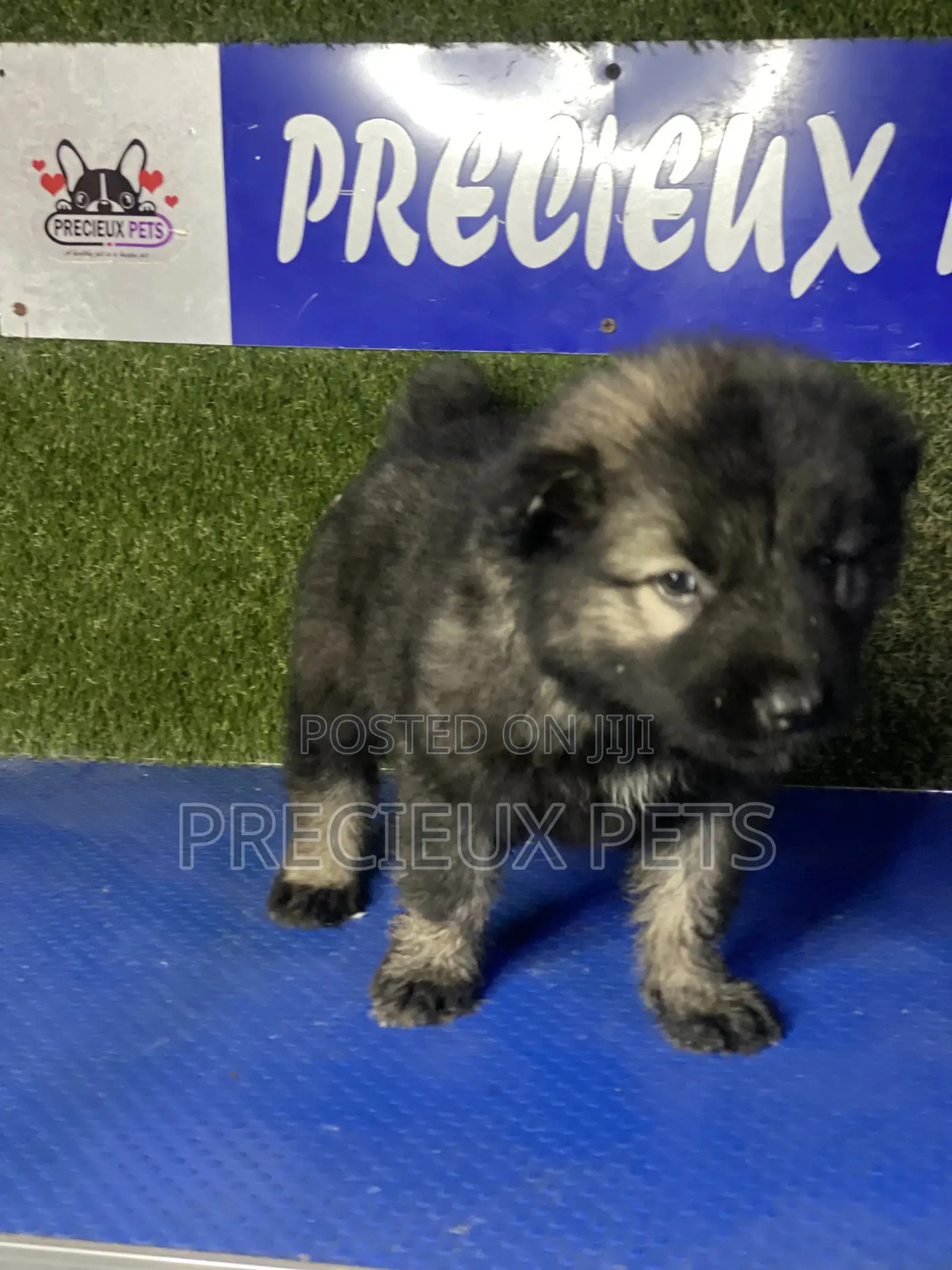0-1 month Female Purebred Caucasian Shepherd