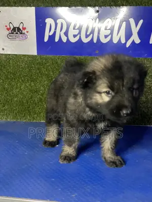 0-1 month Female Purebred Caucasian Shepherd