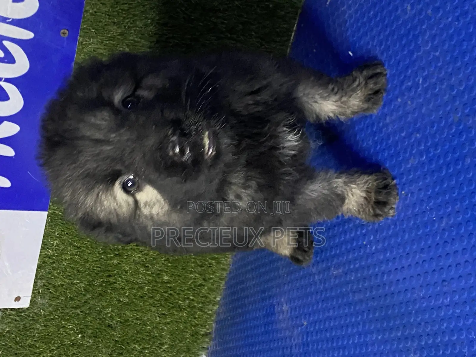 0-1 month Female Purebred Caucasian Shepherd