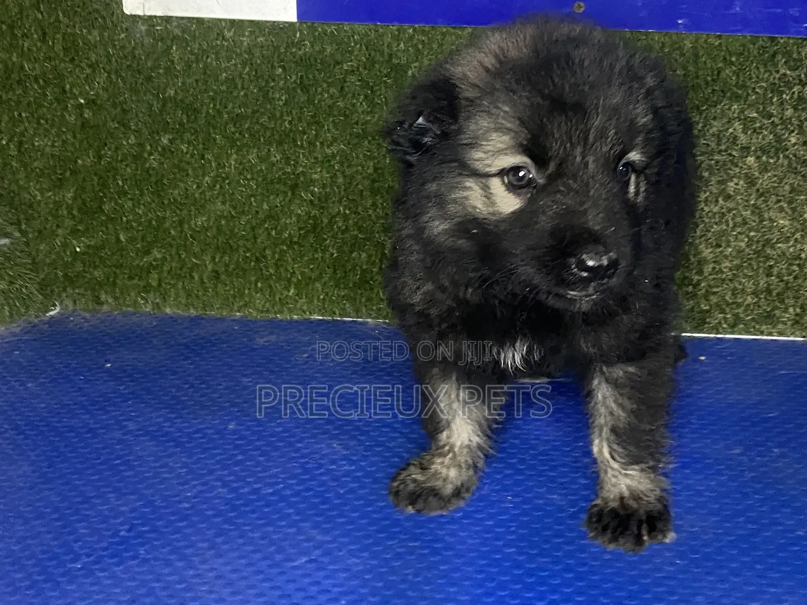 0-1 month Female Purebred Caucasian Shepherd