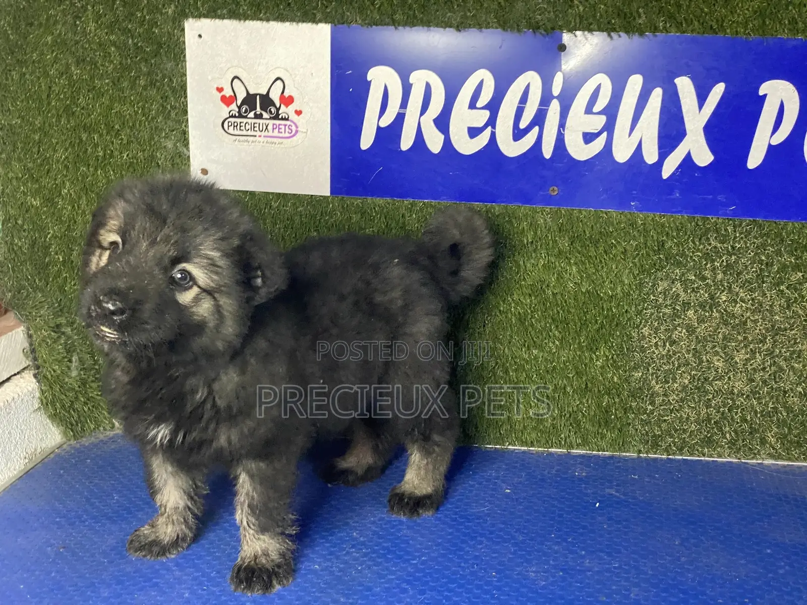 0-1 month Female Purebred Caucasian Shepherd