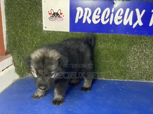 0-1 month Female Purebred Caucasian Shepherd