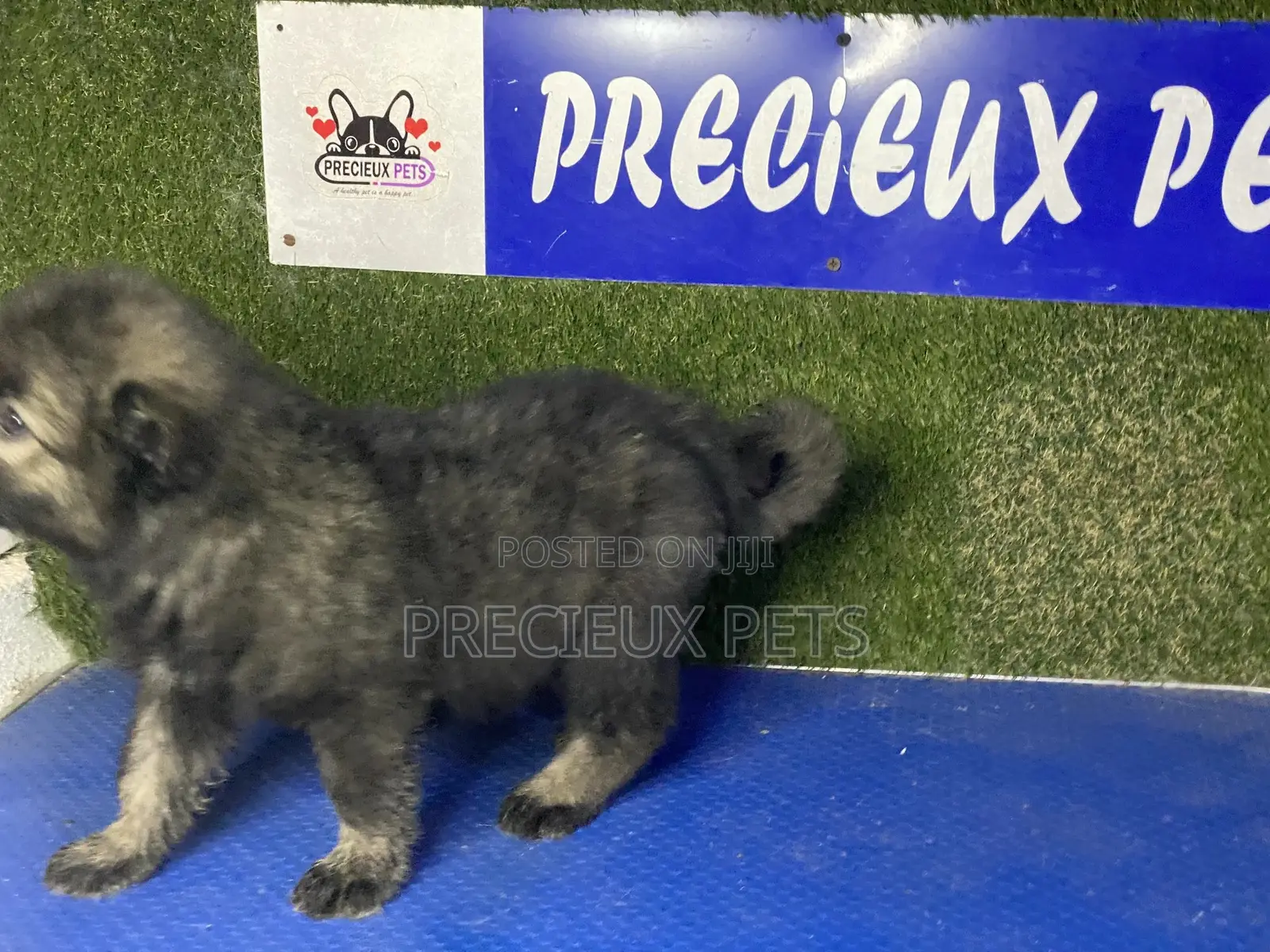 0-1 month Female Purebred Caucasian Shepherd