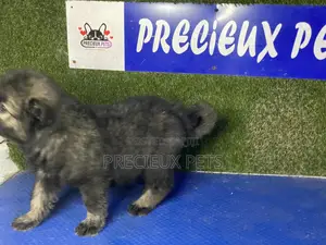 0-1 month Female Purebred Caucasian Shepherd