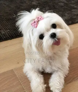 1-3 months Female Purebred Maltese