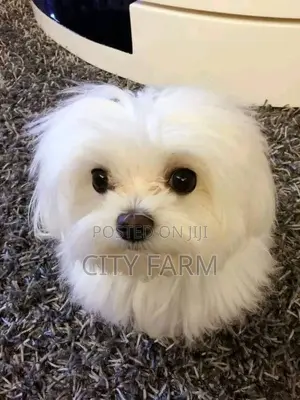 1-3 months Male Purebred Maltese