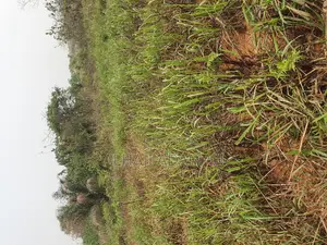 Land for Sale at Brofuyedro Darko