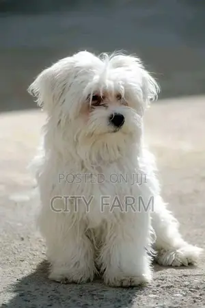 1-3 months Female Purebred Maltese