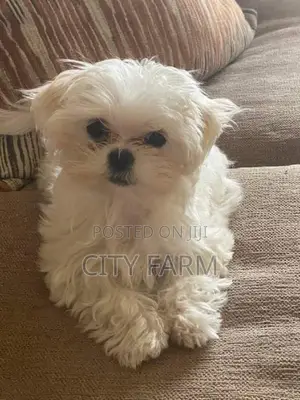 1-3 months Male Purebred Maltese