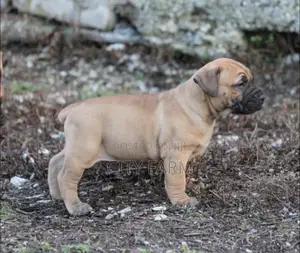 1-3 months Male Purebred Boerboel