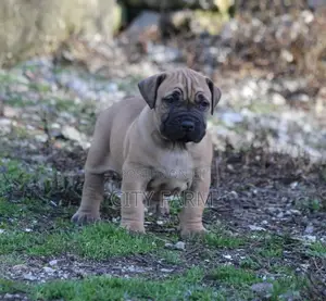 1-3 months Male Purebred Boerboel