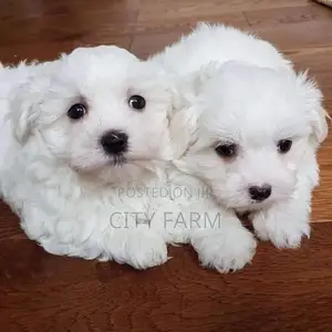 1-3 months Male Purebred Maltese