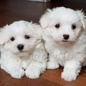 1-3 months Male Purebred Lhasa Apso