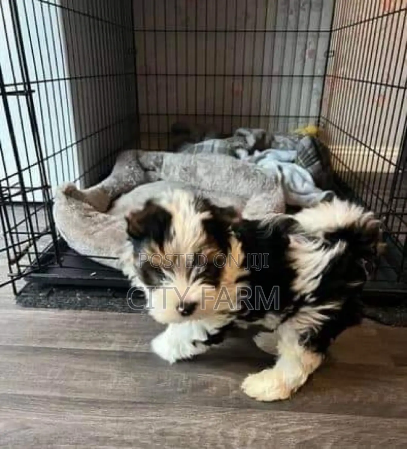 1-3 months Male Purebred Poodle
