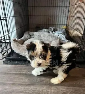 1-3 months Male Purebred Poodle