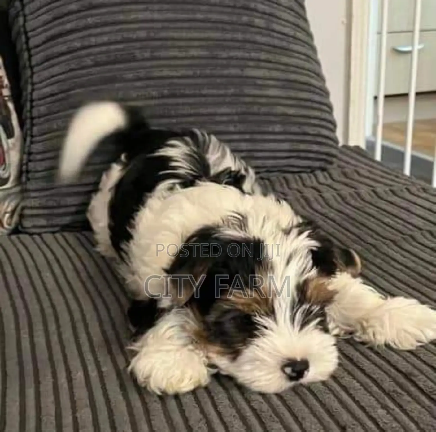 1-3 months Male Purebred Poodle