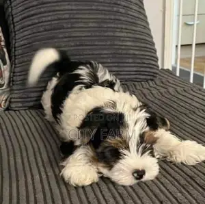 1-3 months Male Purebred Poodle
