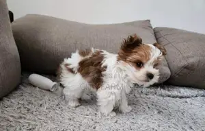 1-3 months Male Purebred Havanese