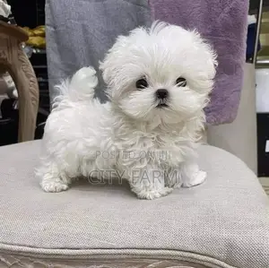 1-3 months Male Purebred Maltese