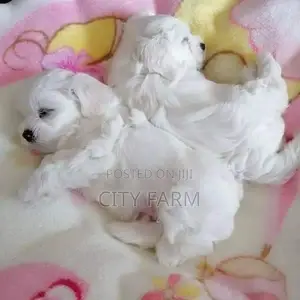 1-3 months Male Purebred Maltese