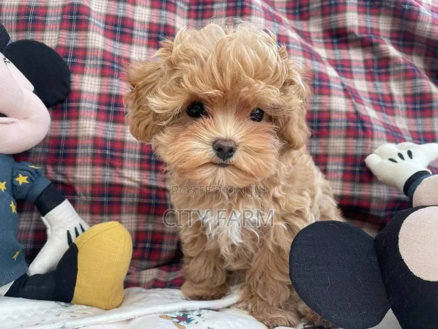 1-3 months Male Purebred Poodle