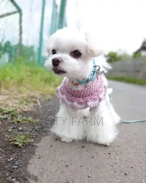 1-3 months Male Purebred Maltese