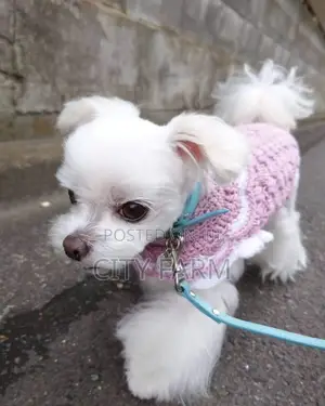 1-3 months Male Purebred Maltese