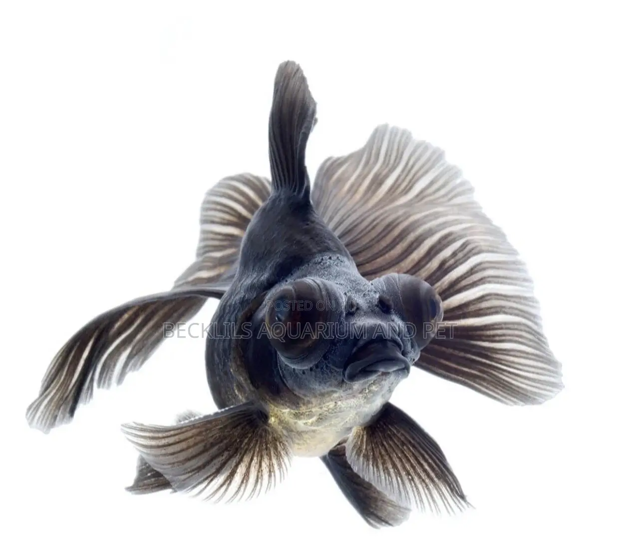 Black Moor Fish