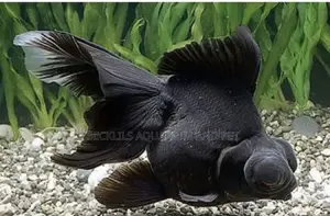 Black Moor Fish