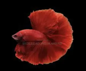 Full Moon Betta Fish