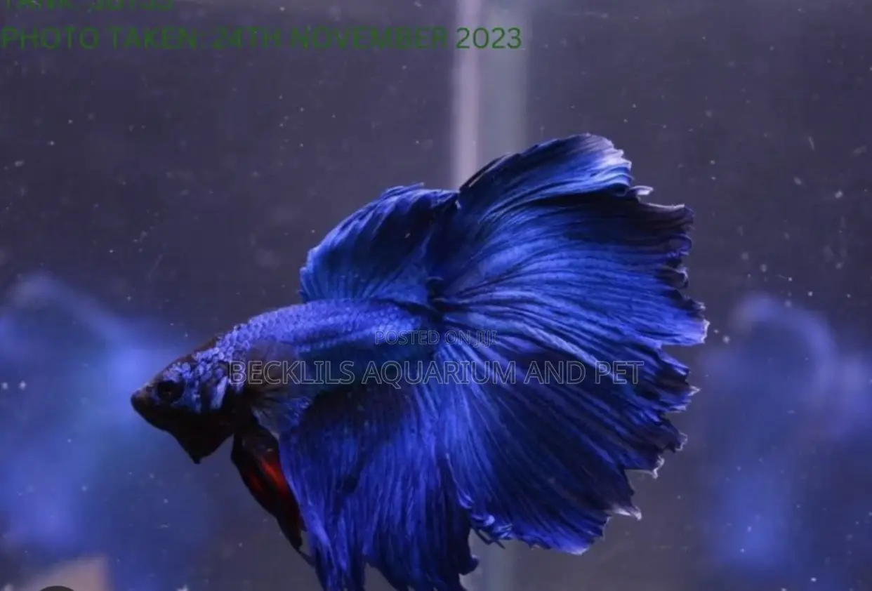 Full Moon Betta Fish