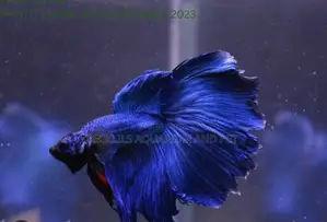 Full Moon Betta Fish