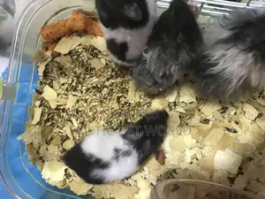 Panda Hamsters