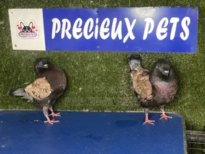A Pair of Modena Pigeons