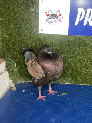 Modena Pigeons