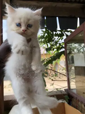 0-1 month Male Purebred Persian