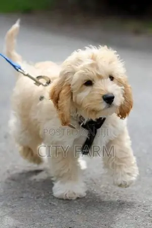 1-3 months Female Purebred Maltese