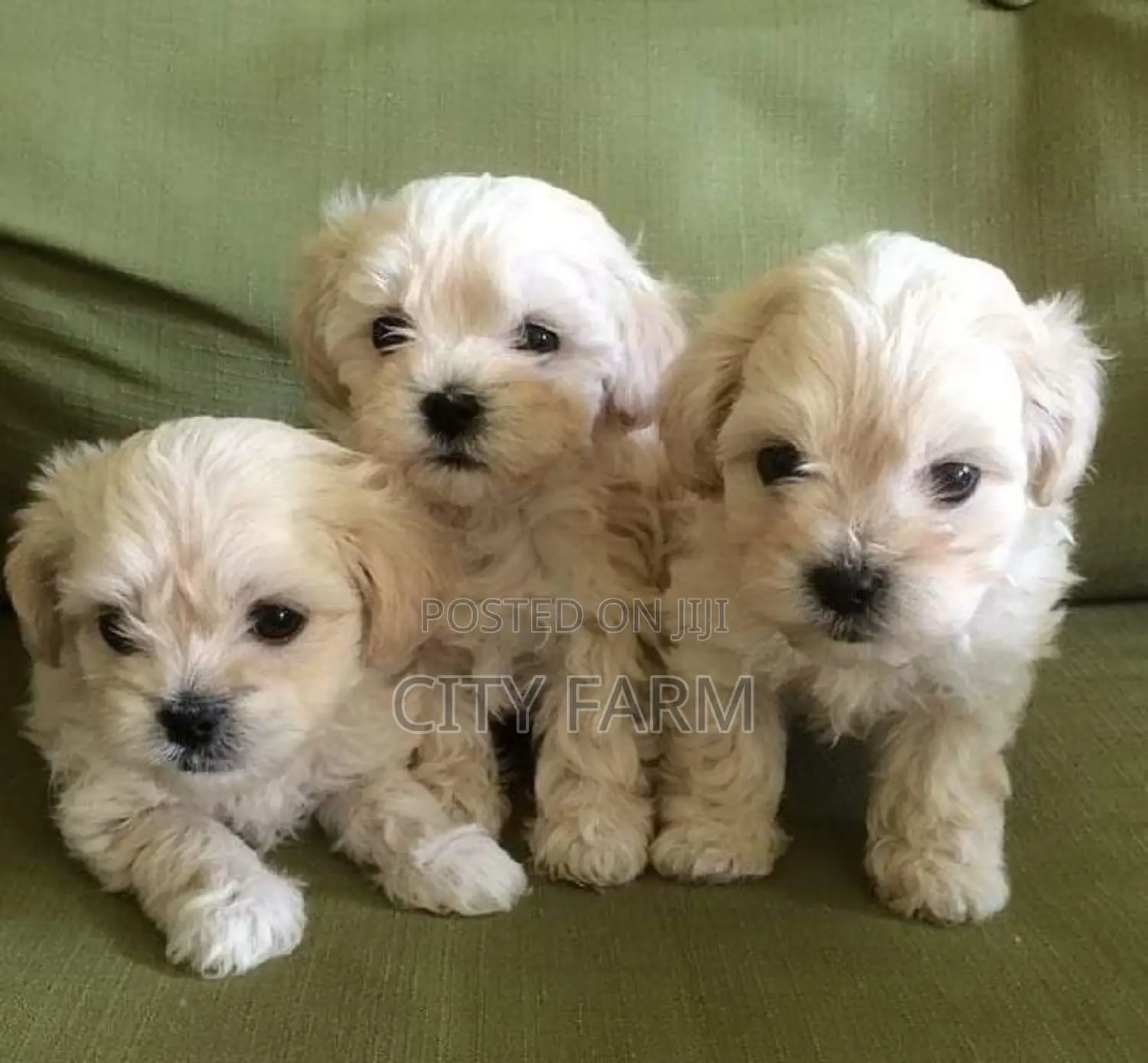 1-3 months Male Purebred Poodle