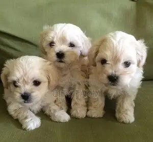1-3 months Male Purebred Poodle