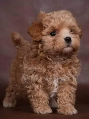 1-3 months Male Purebred Lhasa Apso