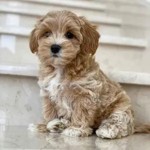 1-3 months Male Purebred Maltese