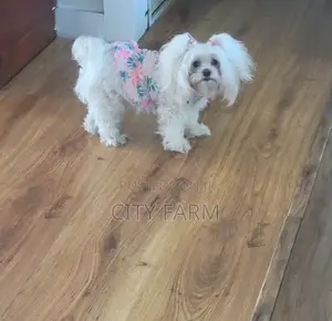 1-3 months Male Purebred Maltese