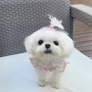 3-6 months Female Purebred Bichon Frise