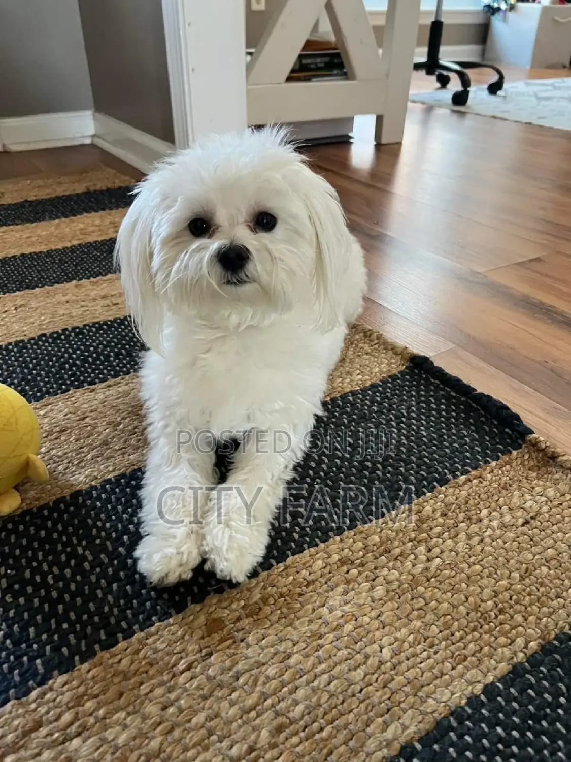 1-3 months Male Purebred Poodle
