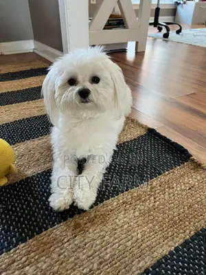 1-3 months Male Purebred Poodle